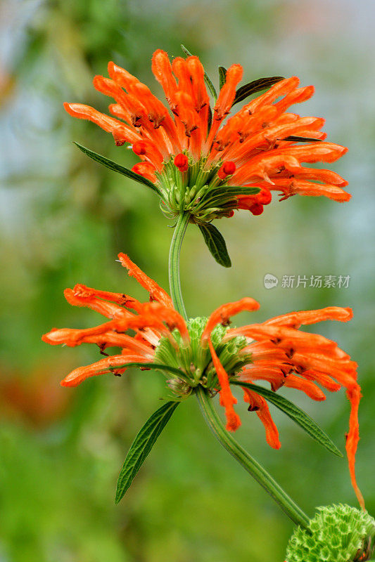 Leonotis Leonurus /狮子的尾巴:耀眼的橙色花朵